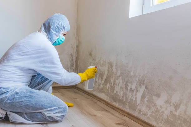 Black mold inspection in Bellmawr