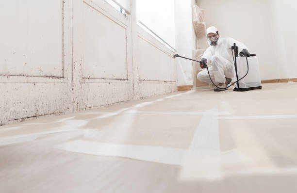 Black mold remediation team in Bellmawr